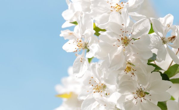 Яблоневый цвет на фоне неба