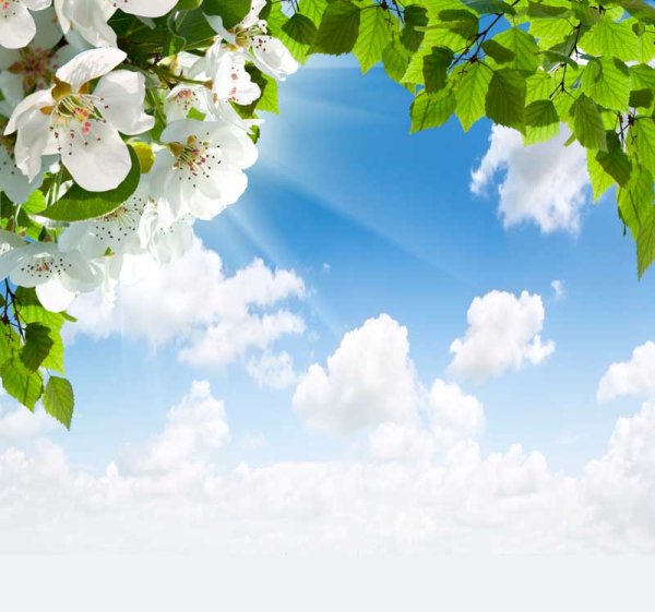 Яблоневый цвет на фоне неба