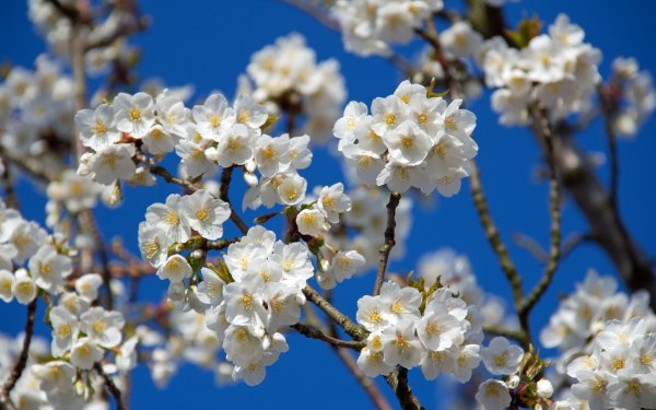 Яблоня в цвету небо