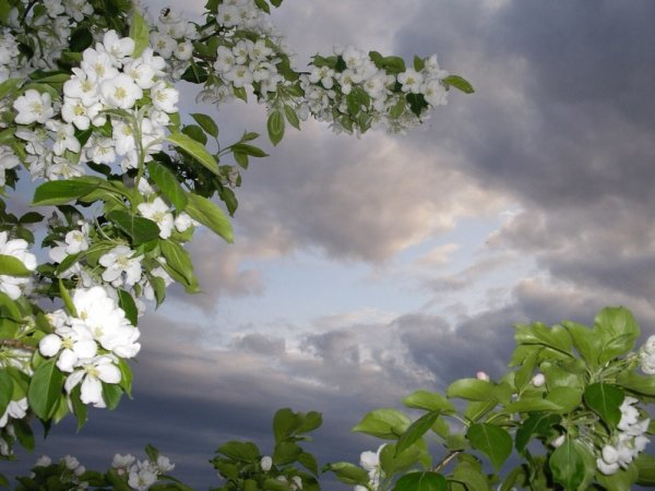 Яблоневый цвет на голубом фоне