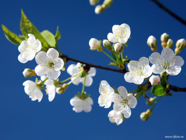 Цветущие яблони на фоне голубого неба