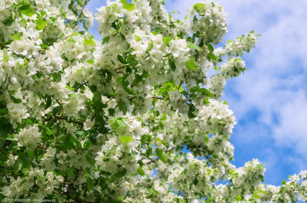 Ветка яблони в цвету