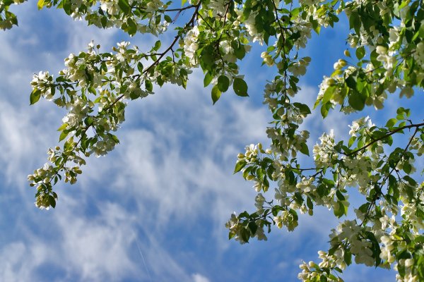 Яблони в цвету на голубом небе