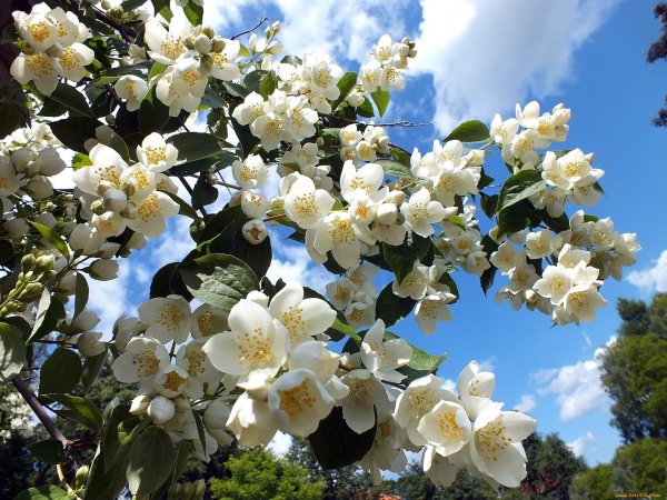 Фотообои яблоня в цвету