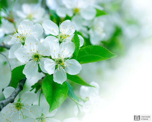 Цветущая яблоня на голубом небе