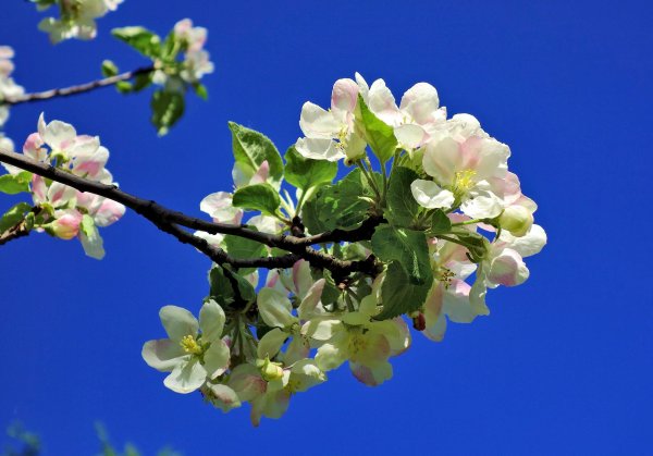 Сакура на фоне неба