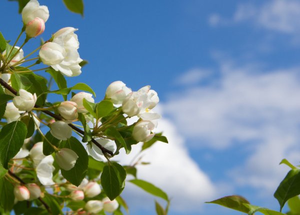 Цветущая вишня