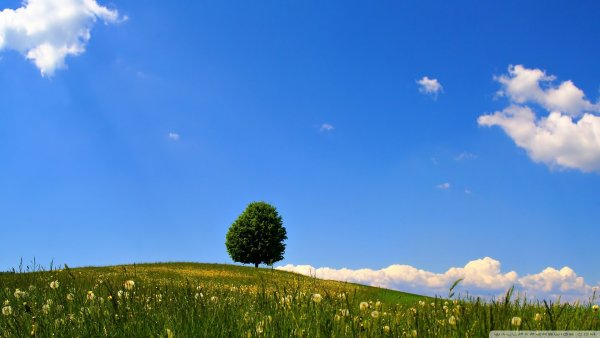 Поле Италмасов