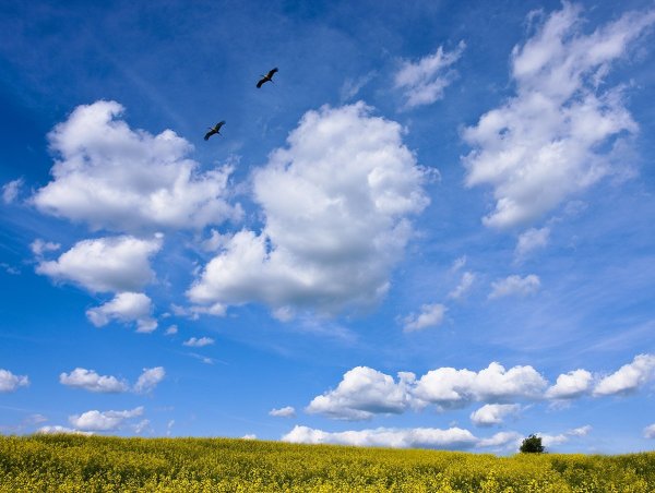 Закат в поле