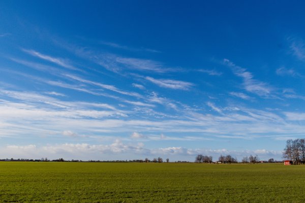 Поле пшеницы рассвет