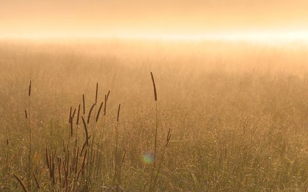 Зеленое поле
