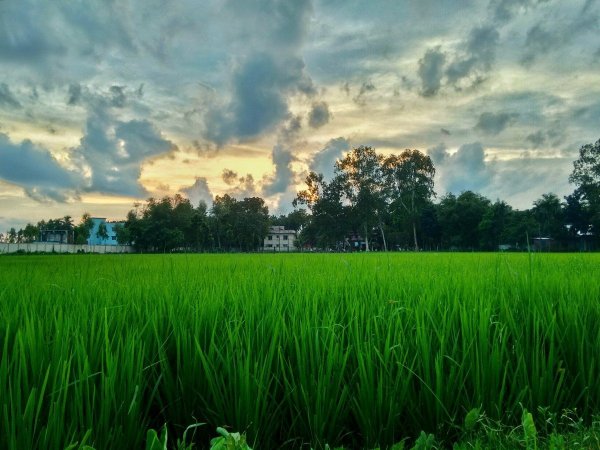 Поле зелень