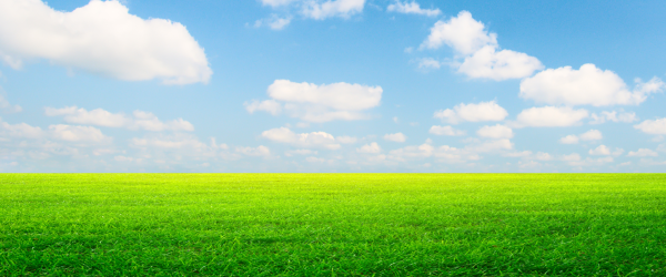 Трава и небо