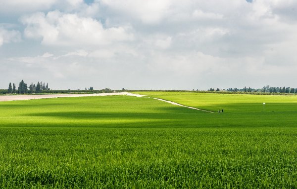 Зеленое поле