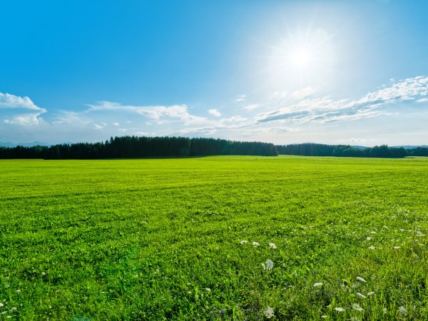 Природа поле