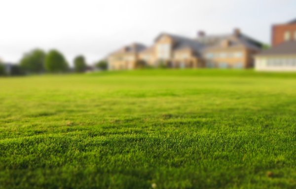 Трава лужайка