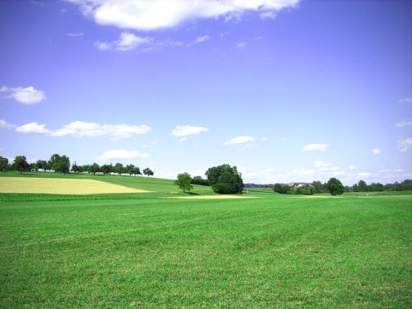 Газон Горизонт