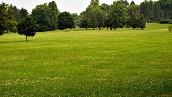 Лужайка с деревьями