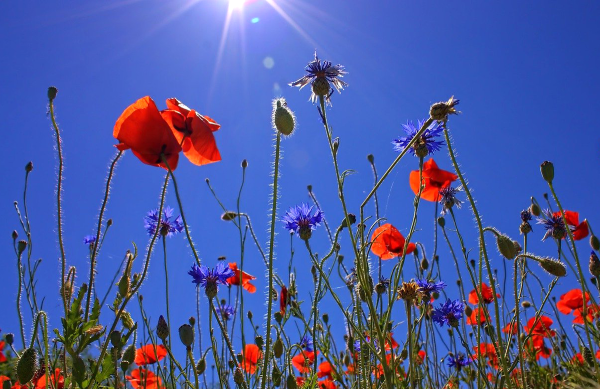 Маки на фоне голубого неба