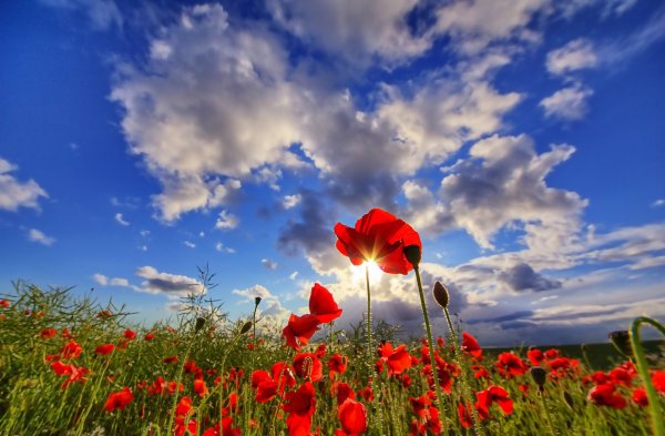 Картина маки и небо