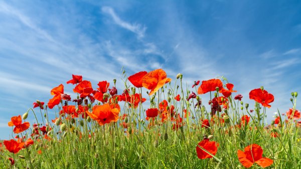 Поле голубых маков