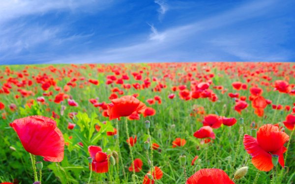 Красные маки