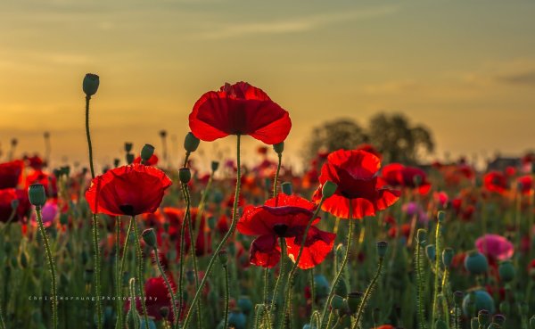 Маки на переднем плане