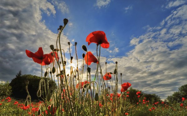 Красивые пейзажи маки