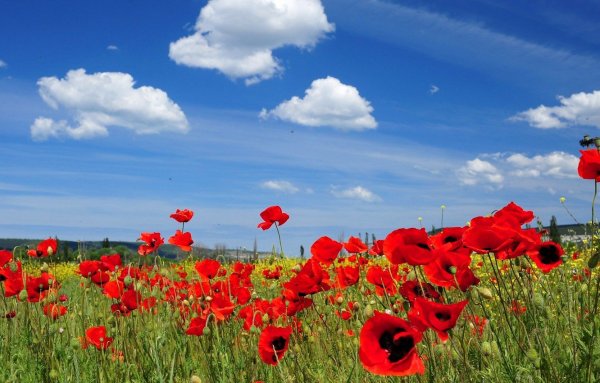 Обои на рабочий стол маки