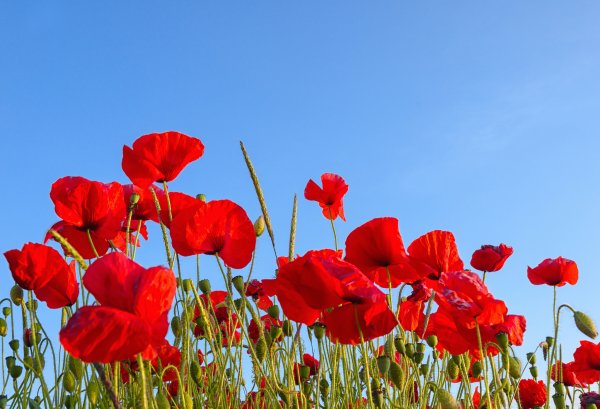 Обои на рабочий стол маки