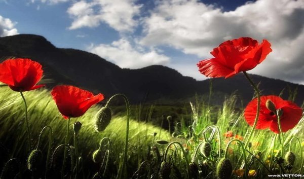 Самые красивые маки