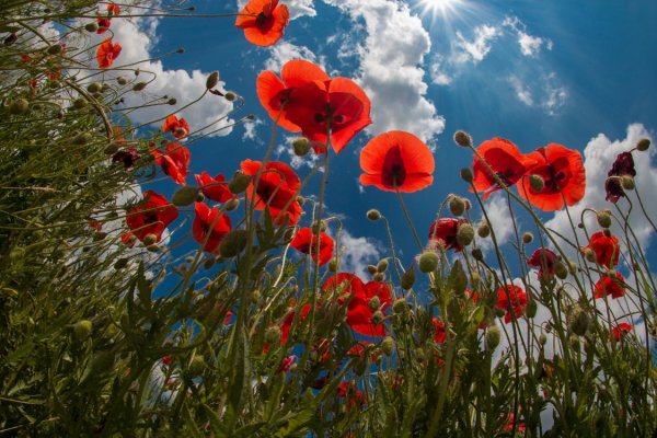 Поле с маками и васильками