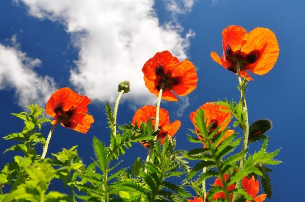 Цветы ночью