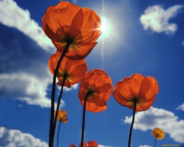 Цветы на фоне ночного неба