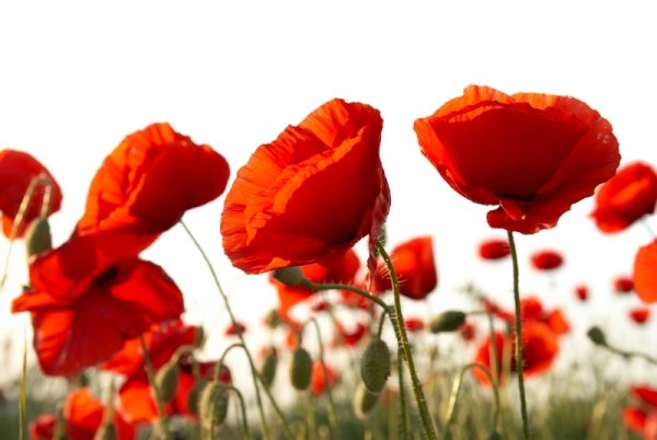 Солнце цветы голубое небо