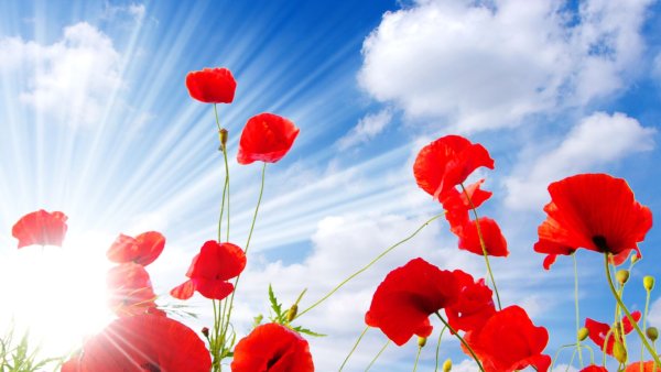 Маки в поле