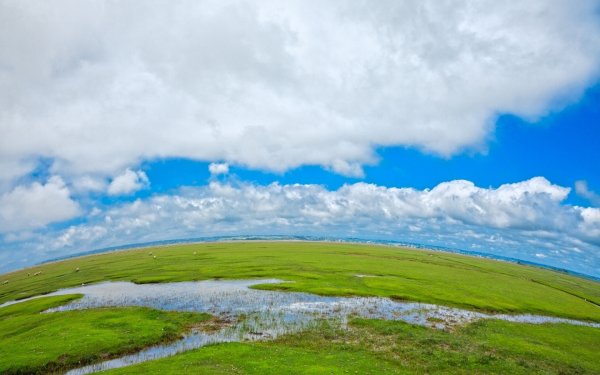 Одуванчики в траве