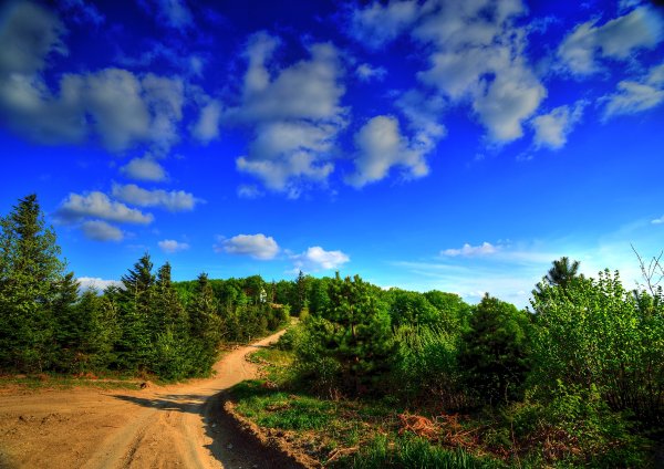 Небо над лесом