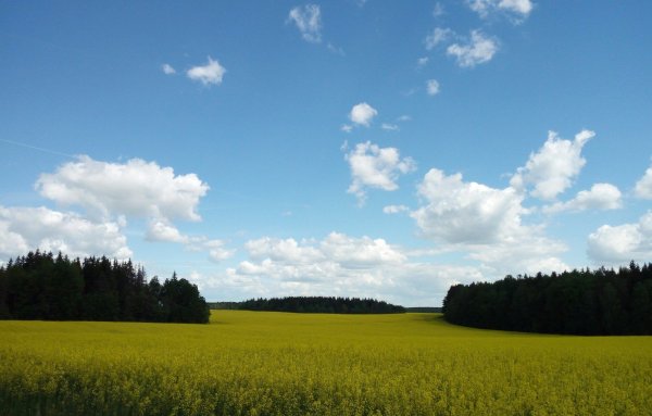 Летний пейзаж
