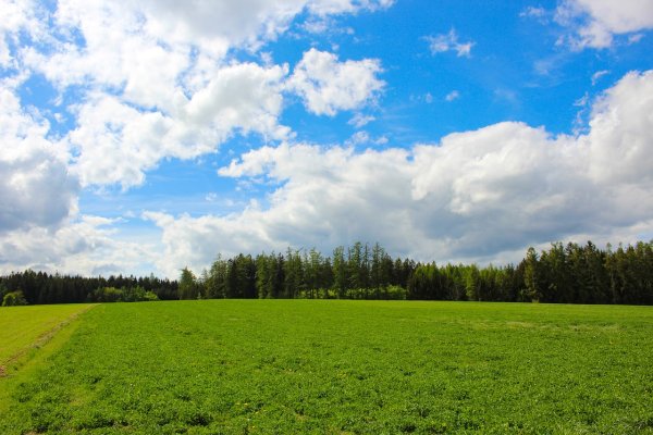 Лес и голубое небо