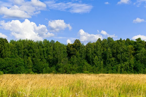 Безоблачное небо лес
