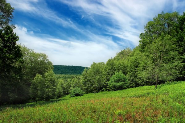 Дерево на фоне голубого неба