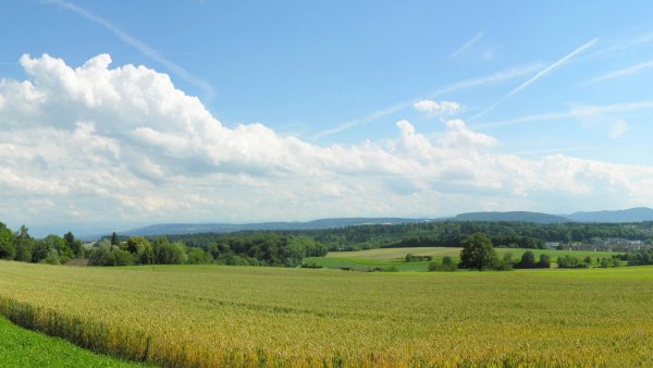 Верхушки деревьев