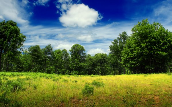 Трава и небо