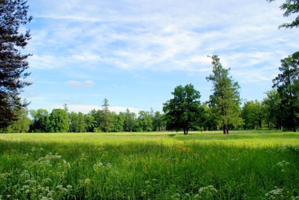 Поле деревня