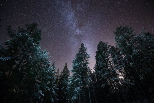 Ночной лес со звездами