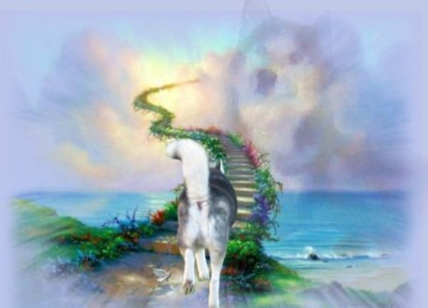 Мягких облачков собаке