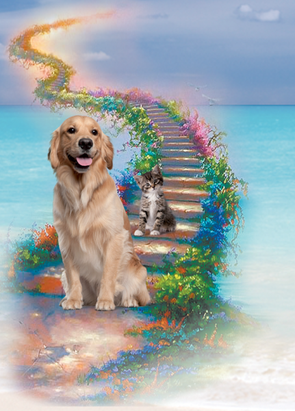 Собака на радуге