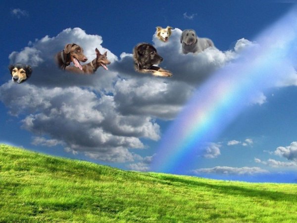 Собачья душа