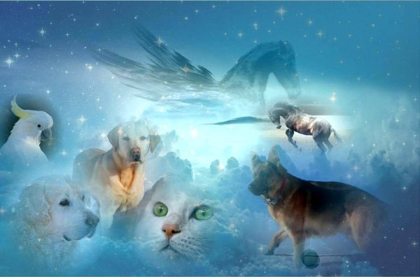 Мягких облачков собаке